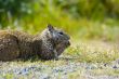 Ground Squirrel