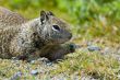 Ground Squirrel