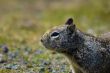 Ground Squirrel