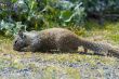 Ground Squirrel
