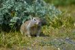 Ground Squirrel