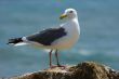 Seagull on the beach