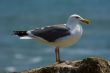 Seagull on the beach