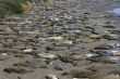 Elephant seal pups on the beach in Big Sur