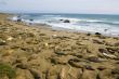 Elephant seal pups on the beach in Big Sur