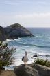 Seagull on the beach