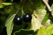 black currant
