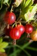 gooseberry