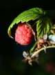 raspberry