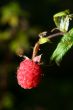 raspberry