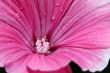 lavatera