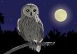 owl sitting on a branch by a moonlight night