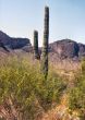 Young  Arizona Seguraro Cactus   with One Arm