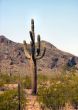 Arizona Seguaro Cactus Behind a Fence