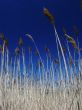 Tall Grasses