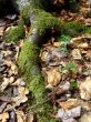 Mossy Root