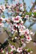 Almond blossoms