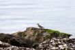 Common Sandpiper