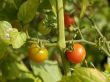 cherry tomatoes on the vine