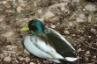 Mallard duck