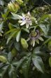Passion flower vines