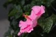 Pink hibiscus