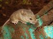 field mouse