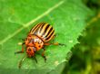 Colorado potato beetle