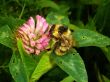 bumblebee