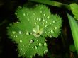 Matutinal dew