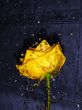 Yellow rose
