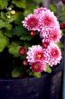 Pink chrysanthemums