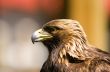 Golden eagle