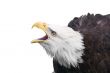 Bald eagle calling