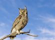 Great horned owl