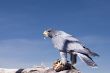 Peregrine Falcon