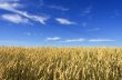 Wheat field