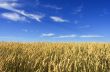 Wheat field