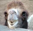 Camel smiles