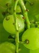 green and juicy grapes