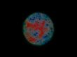 animal cell