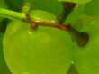 green and juicy grapes close up
