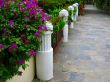 beautiful tropical walkway