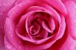 pink rose macro