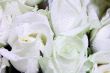 white roses