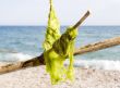 Sea seaweed