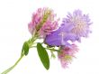 Bouquet from field flowers
