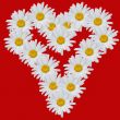 Heart from flowers of camomiles on a white background.