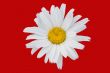 The isolated flower of a camomile on a red background.