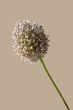 Allium